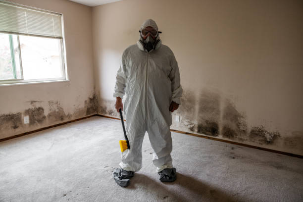 Best Attic Mold Removal  in Hoer, OK